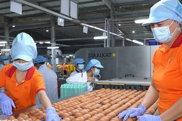 Unlocking potential for Vietnamese firms to reach global heights