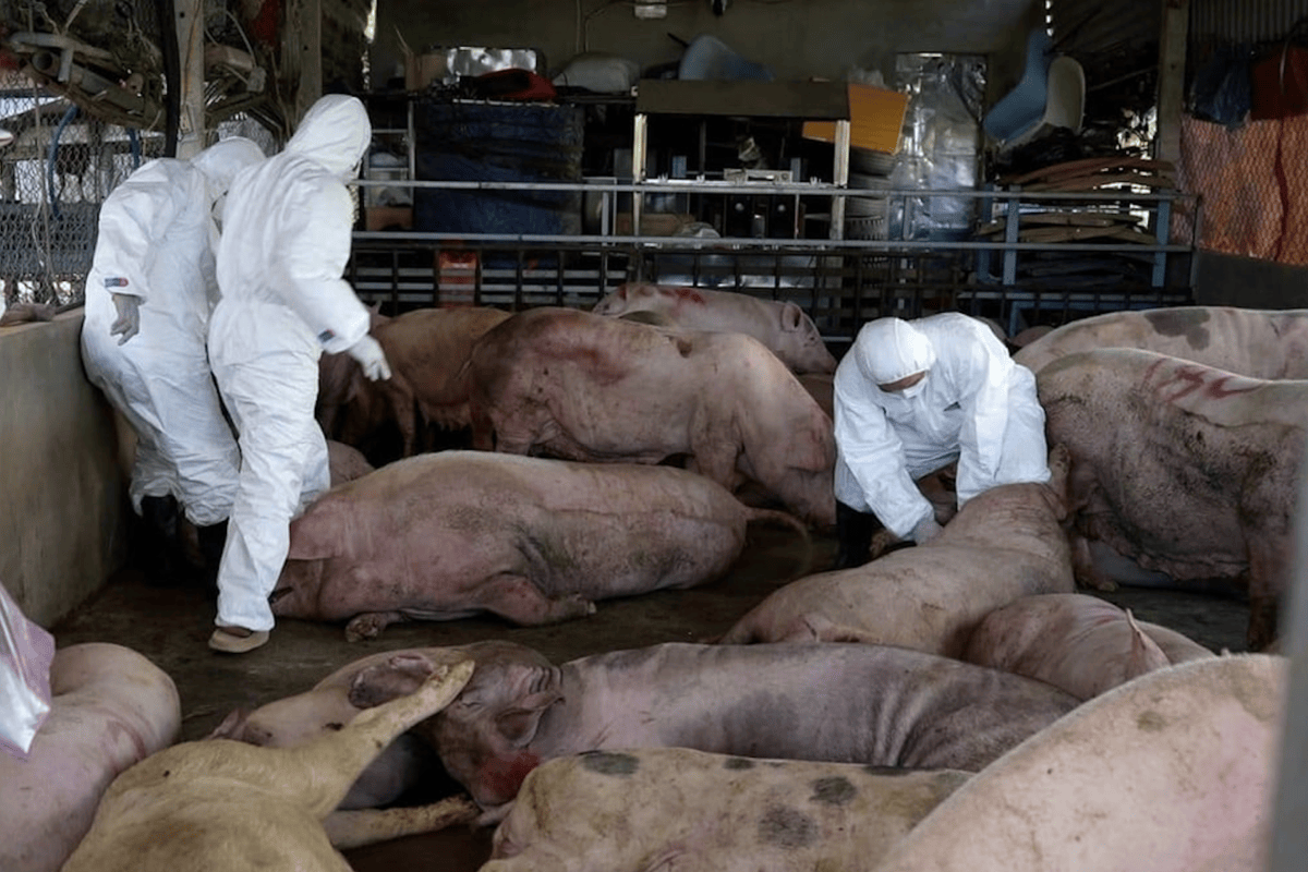 Farmers in distress as pigs culled, big livestock firms report huge profits
