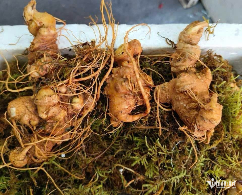 lai chau ginseng.jpg