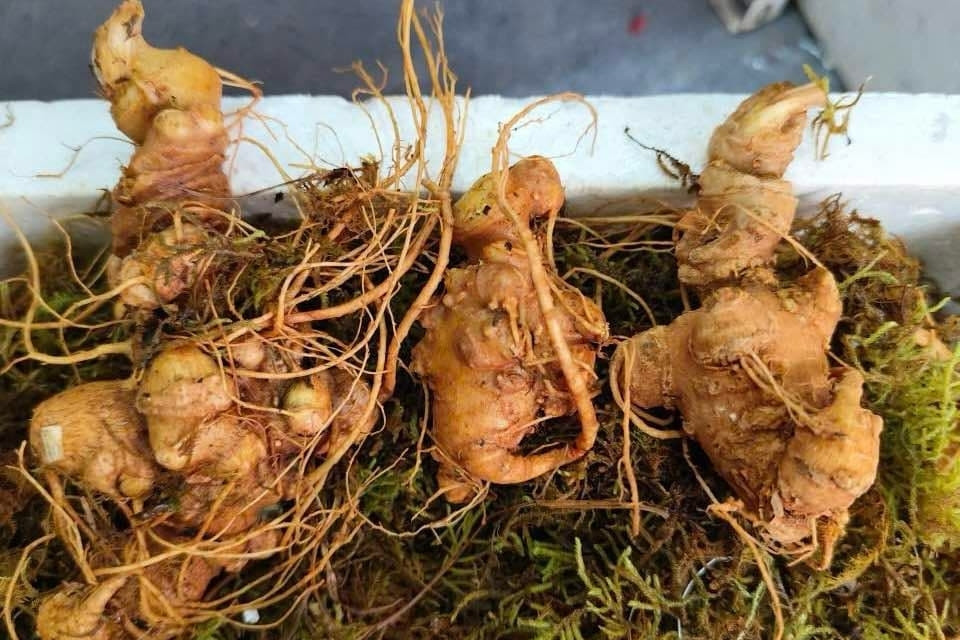 Lai Chau Ginseng offers new green livelihood for northwest highlands