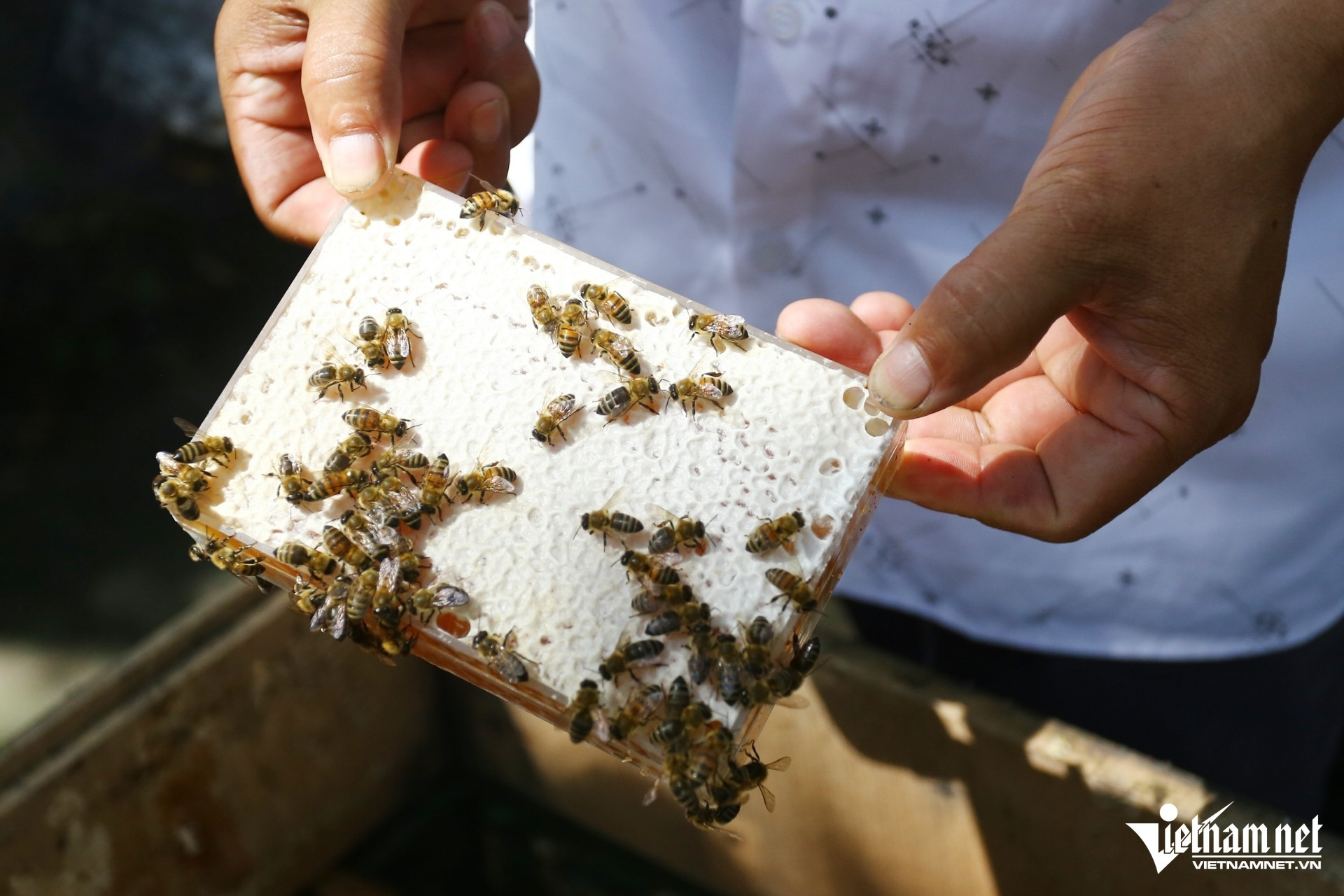 From honey ‘hunter’ to owner of VND25 billion honey farm in Dong Nai