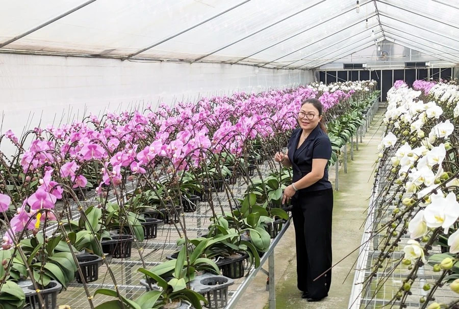 Hanoi promotes hi tech flower farming for green growth