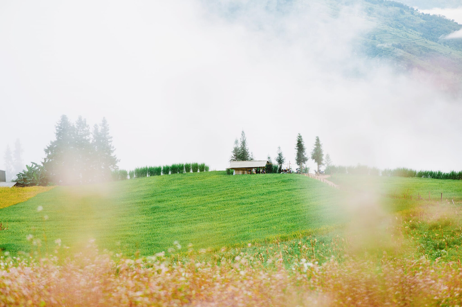 suoi thau 1602 (1).jpg