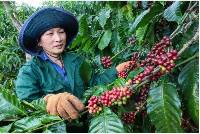Vietnam’s coffee exports hit record high of $8.4 billion in 2024–2025 crop year