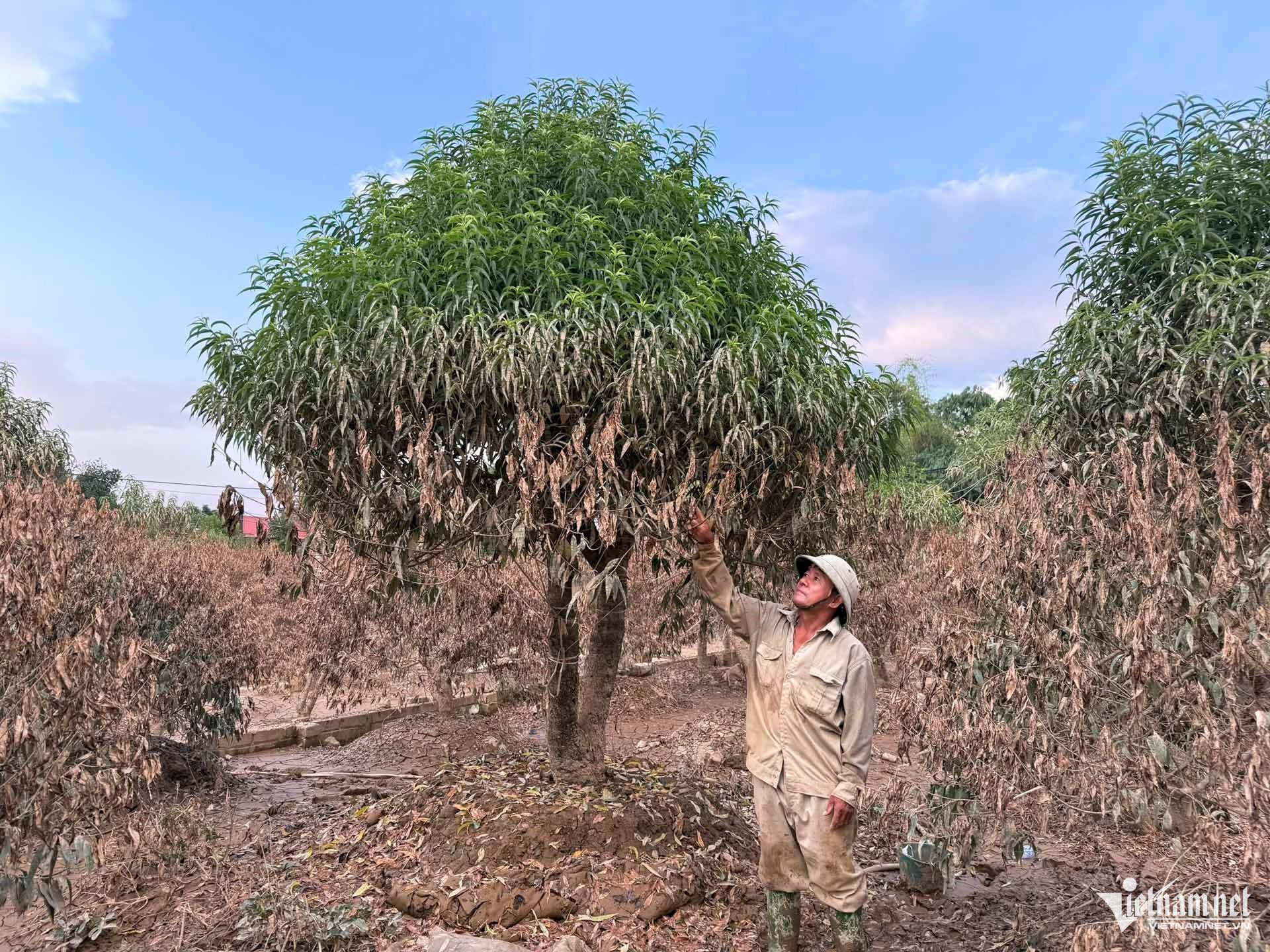 W-làng đào thái nguyên_2.JPG.jpg