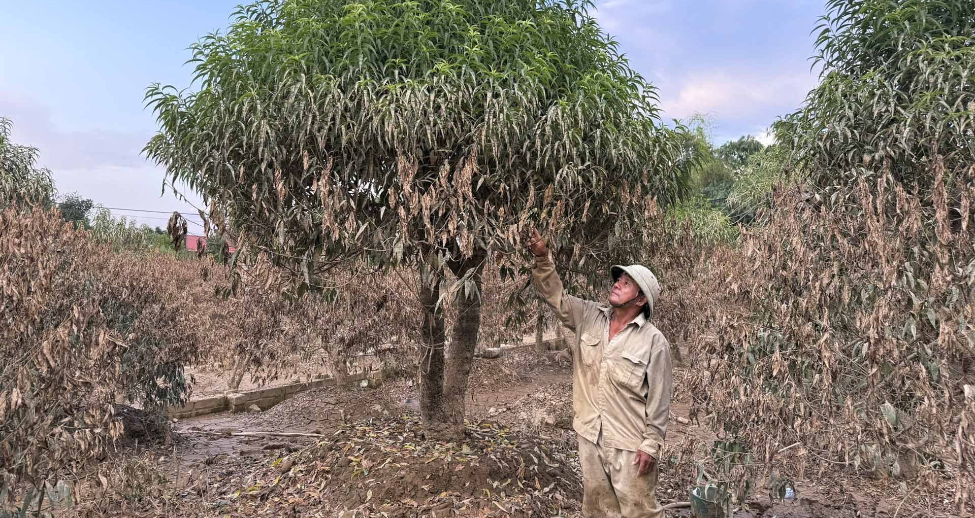 Floods wipe out peach trees in Thai Nguyen, farmers call for aid
