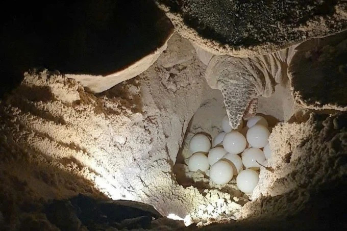 Con Dao National Park releases 120,000 baby sea turtles into the ocean