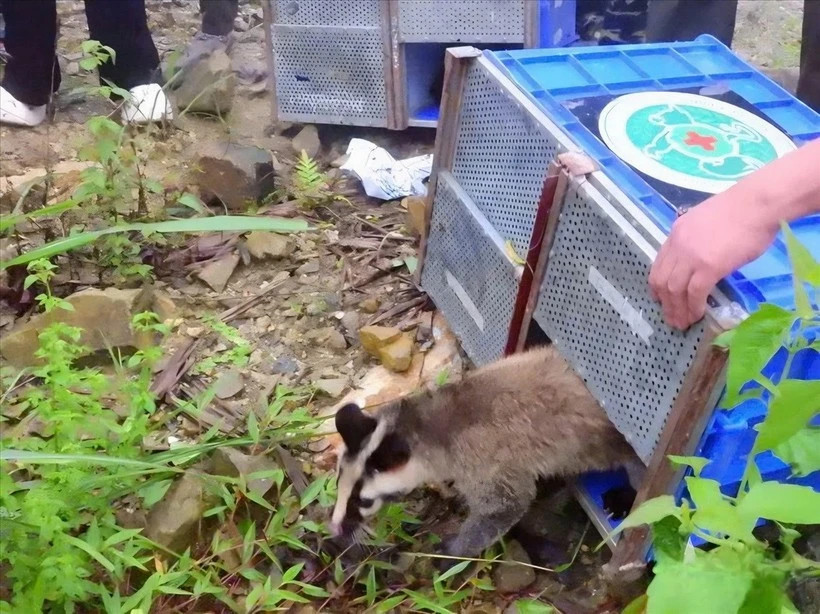 91 rescued wild animals released back into Tam Dao National Park
