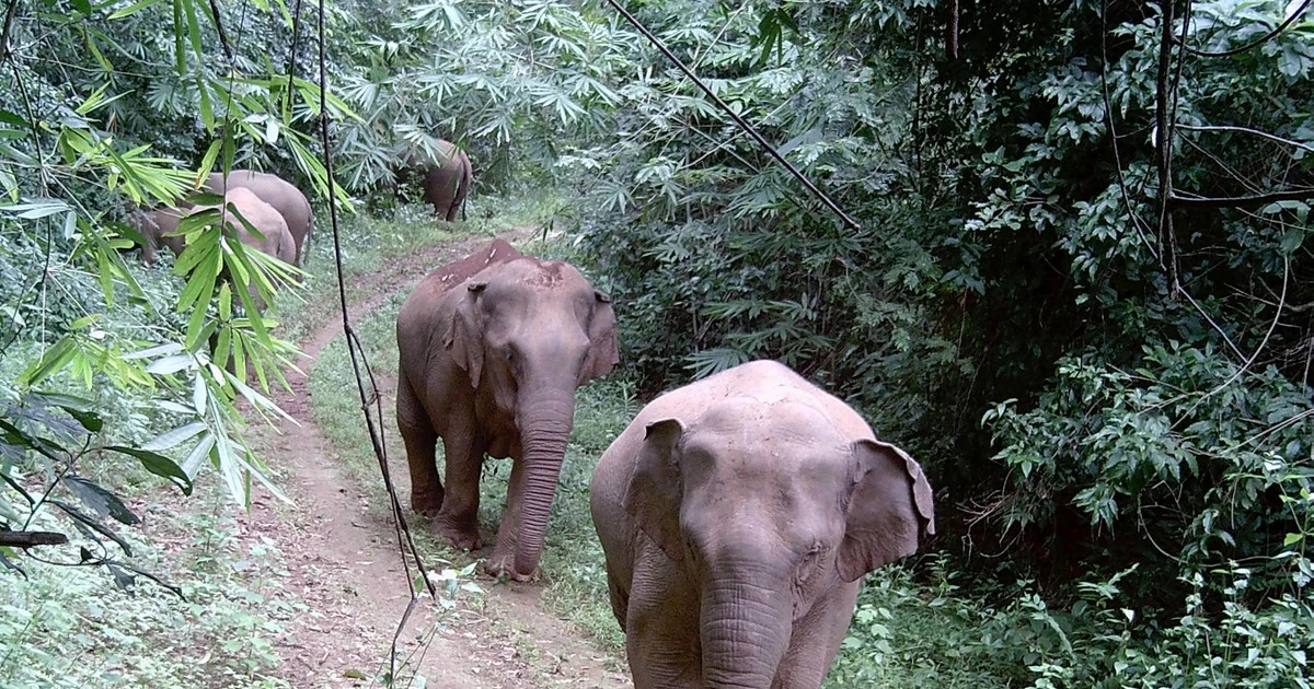Urgent action needed to save Vietnam’s elephants from extinction