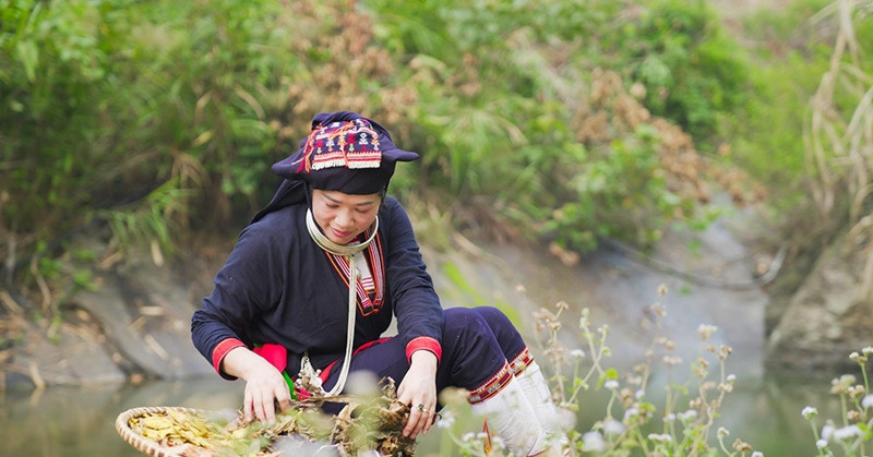 Dao woman in Ba Vi safeguards ancient herbal medicine against online fakes Dao woman in Ba Vi safeguards ancient herbal medicine against online fakes