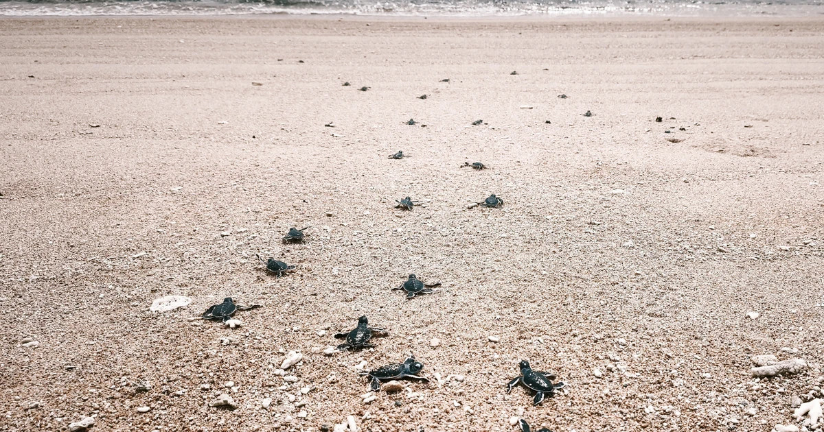 Over 1,300 sea turtle hatchlings return to the ocean in Nui Chua