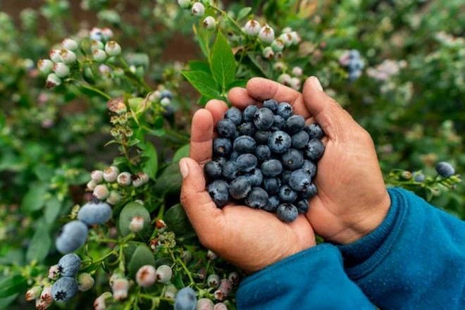 Polish blueberries set to reach Vietnamese consumers