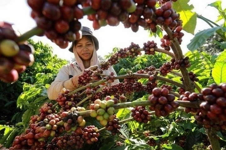 Coffee exports likely to exceed 8 billion USD this year