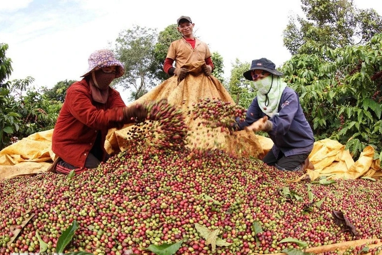 Forum seeks solutions to build brand for Vietnamese Robusta coffee