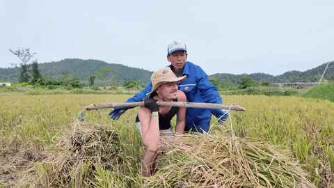 khách nước ngoài gặt lúa ở Cô Tô