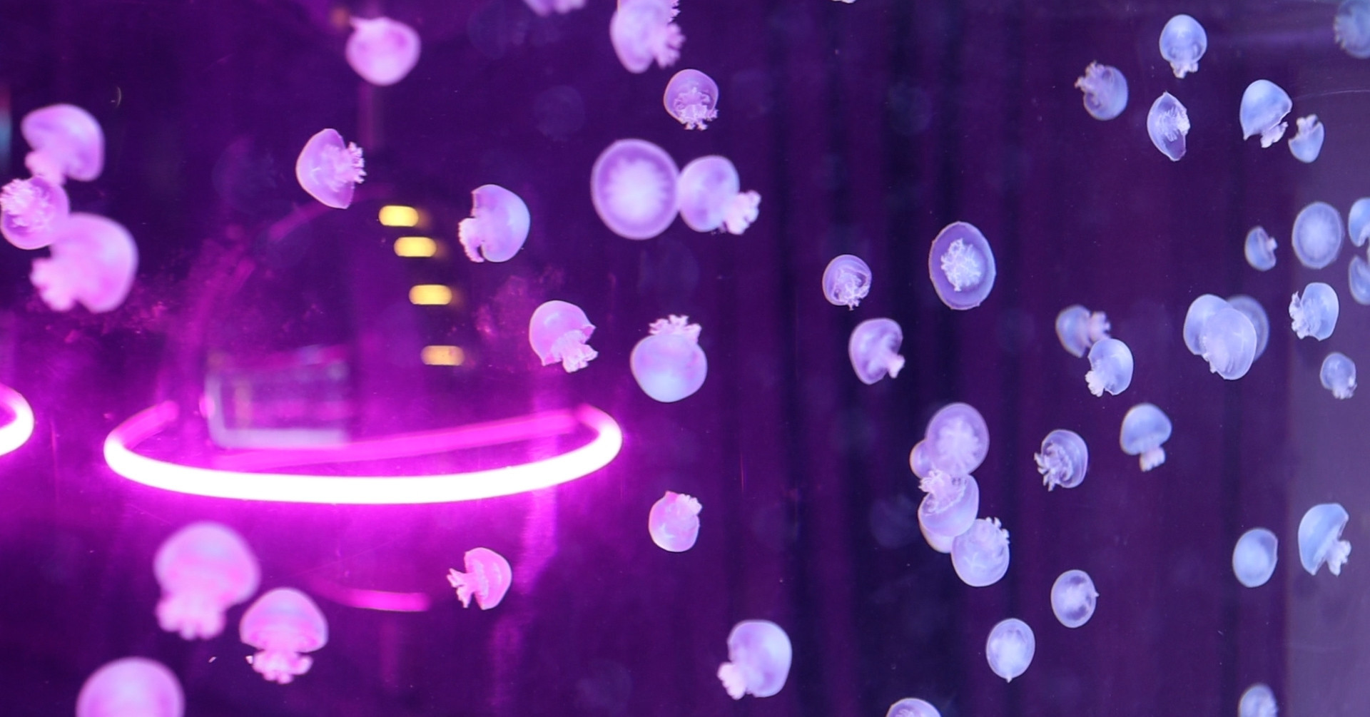 This jellyfish café in Ho Chi Minh City is taking Instagram by storm