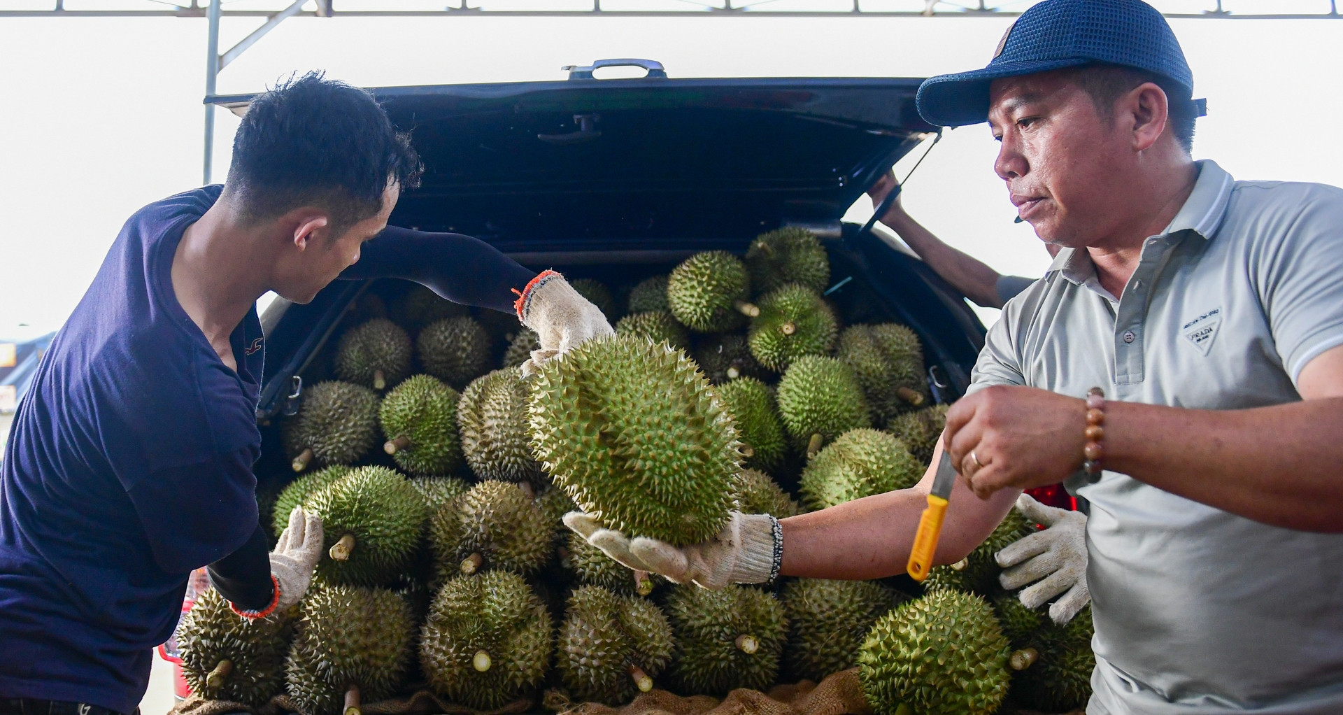 Durian exports resume after lab testing delays resolved