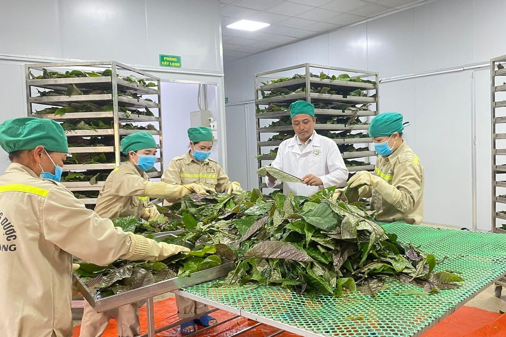 Three ethnic-Thai brothers create herbal cooperative in Nghe An highlands