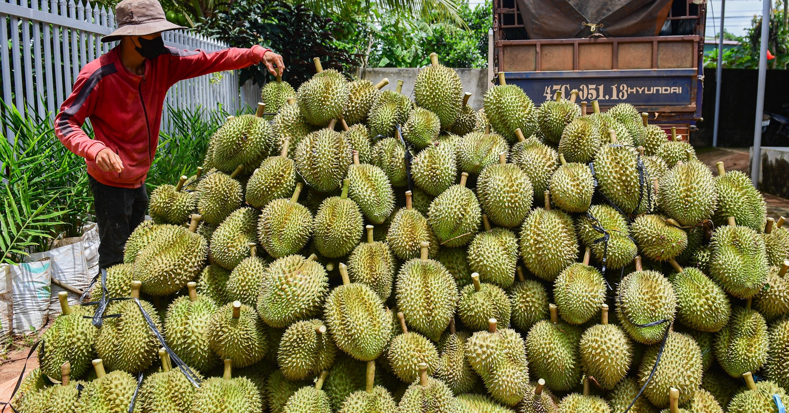 Vietnam’s durian exports set to break $3.5 billion record despite setbacks