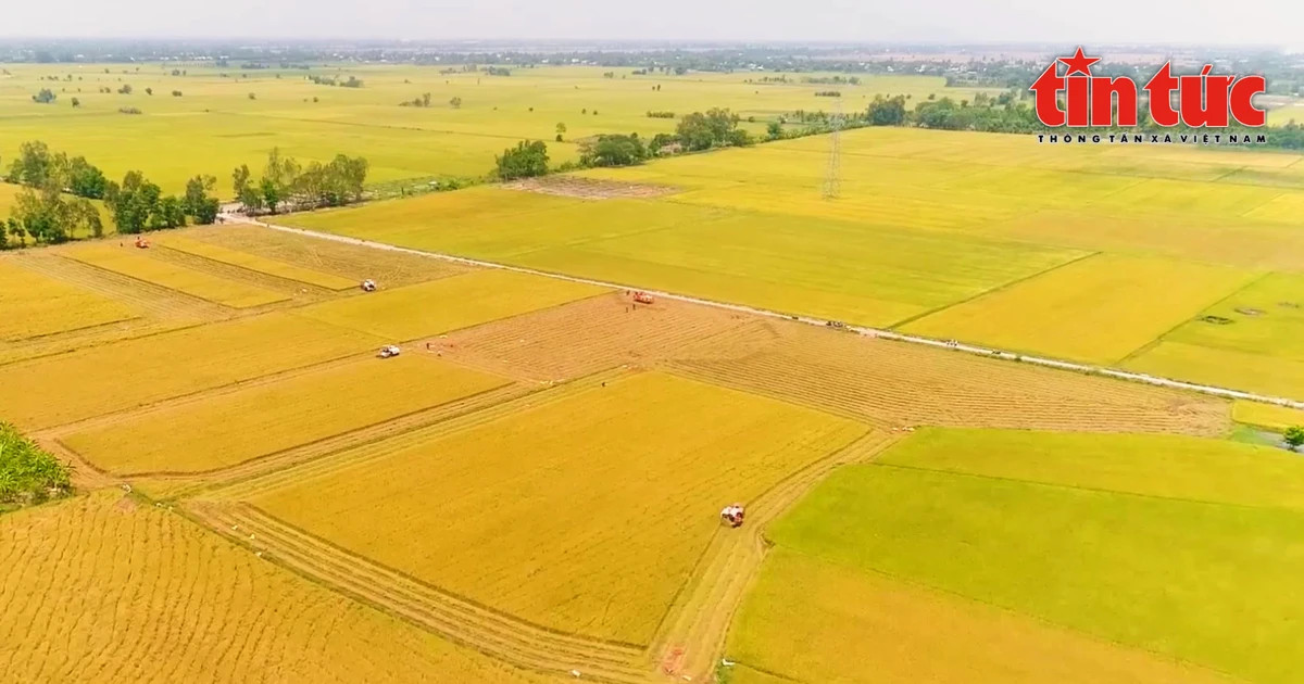 Million-hectare low-emission rice project shifts farmer mindset