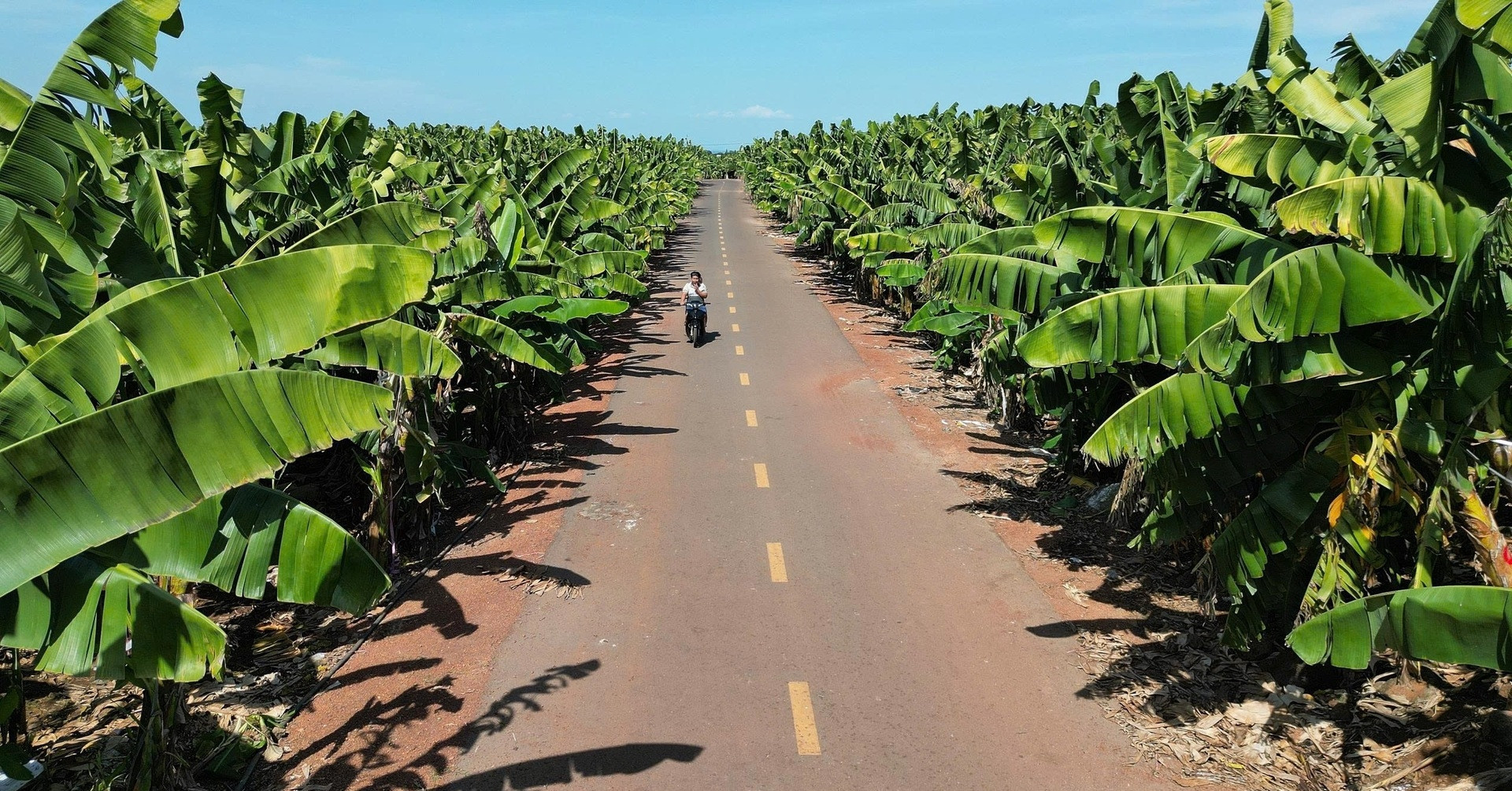 New green cooperation between Dong Nai and Kobe targets carbon neutrality