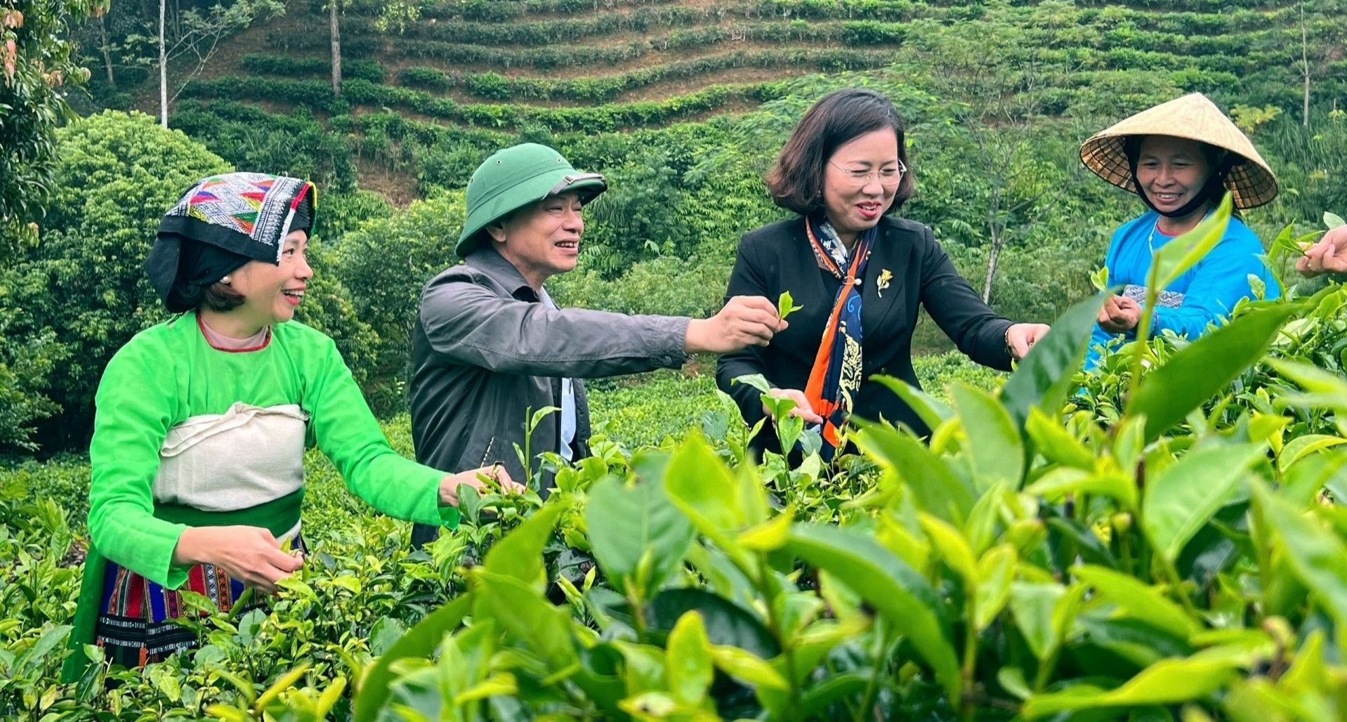 Tea brings new life to the once-barren hills of Thanh Hoa