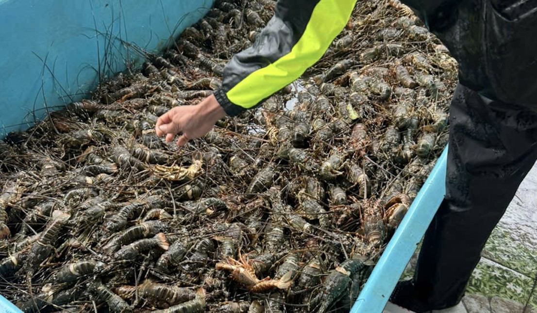 Lobster farmers suffer historic loss as floods kill over 20 million