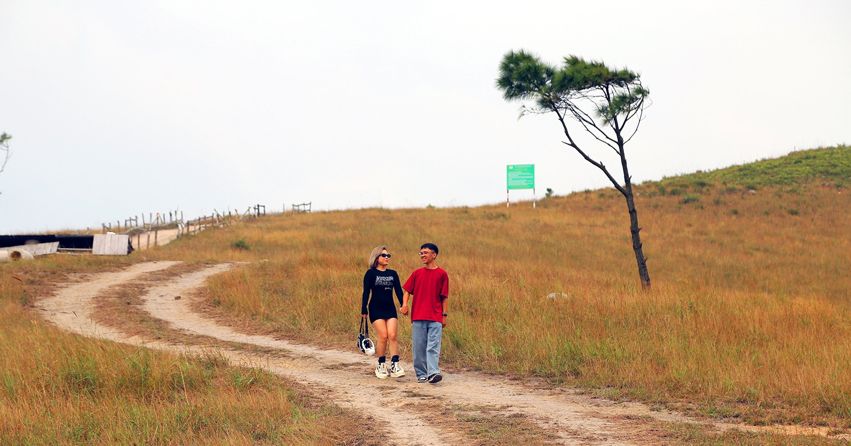 A golden meadow in Quang Ninh: ‘Little Da Lat’ enters its dreamiest season