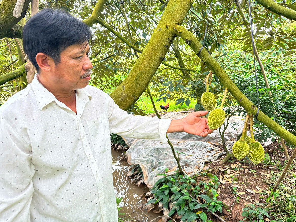 Trồng sầu riêng.jpg