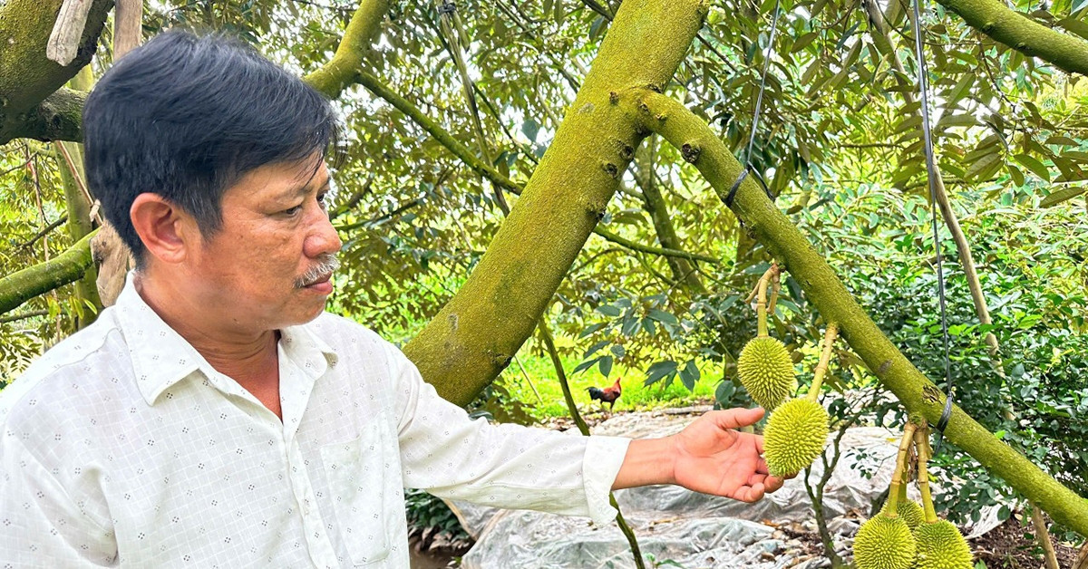 Durian king of the delta: A self-made success from Vinh Long’s river islet