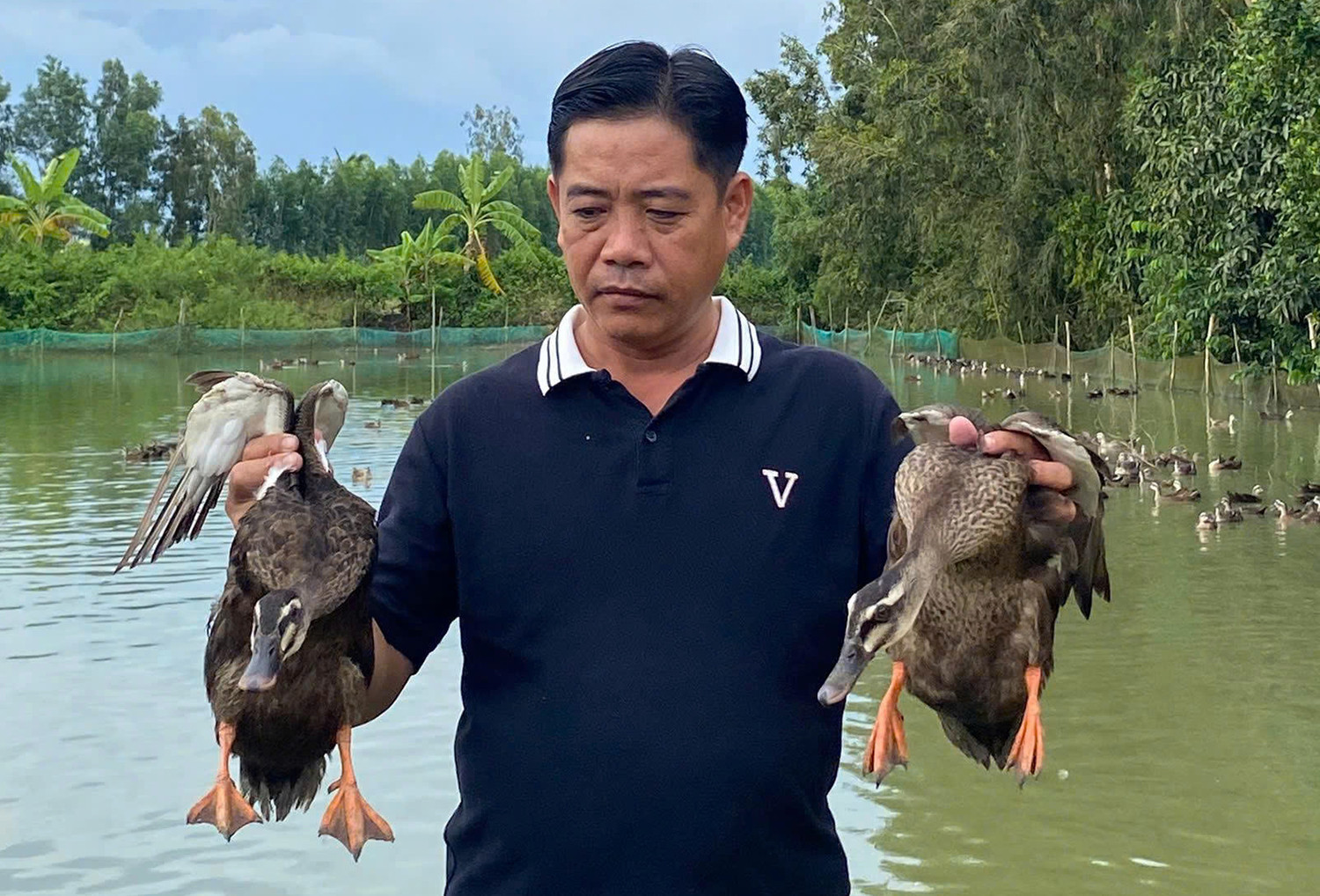 nuôi vịt trời 1.jpg