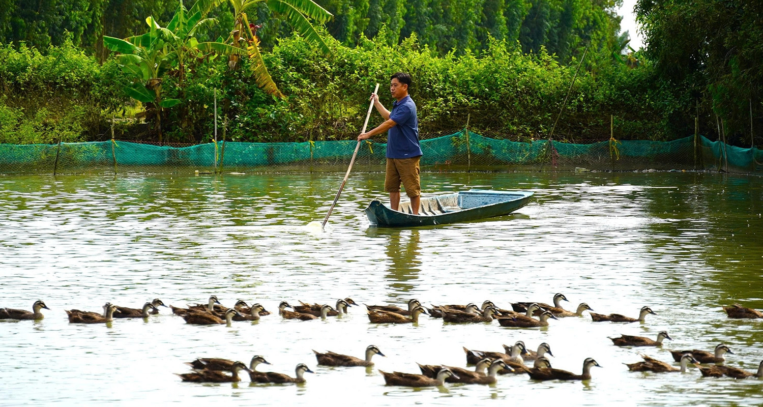 Can Tho farmer earns big from wild duck farming on a 4,000m² homestead