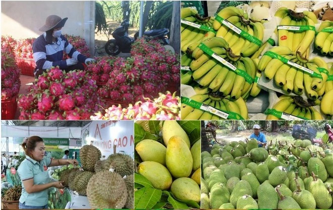Vietnam’s fruit, vegetable exports exceed 7 billion USD in 10 months