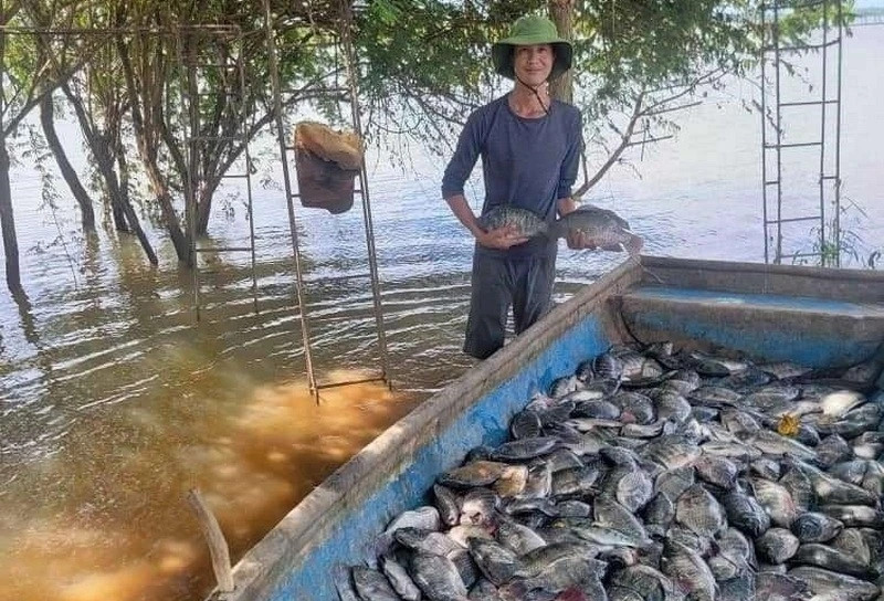 Vietnam exports first shipment of tilapia to Brazil
