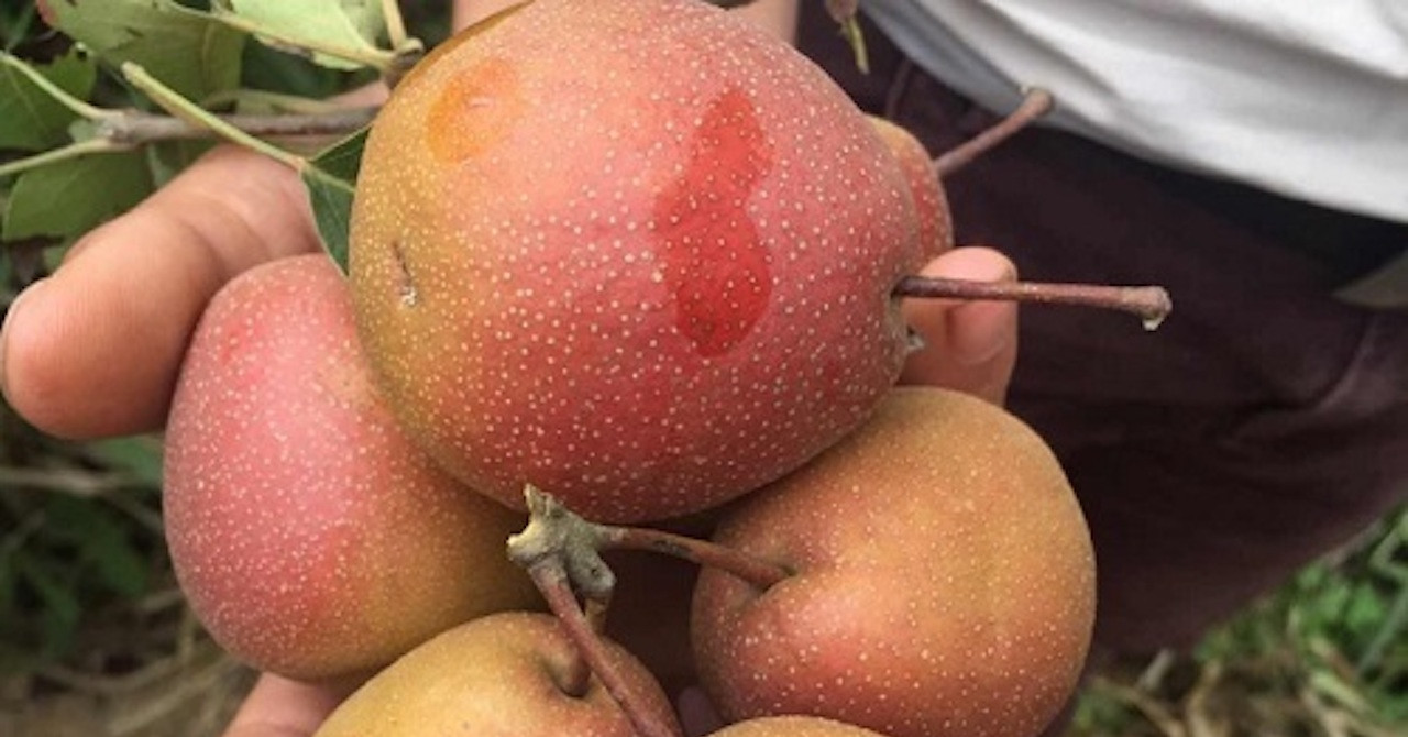 Fruits you can eat daily without gaining weight, according to experts