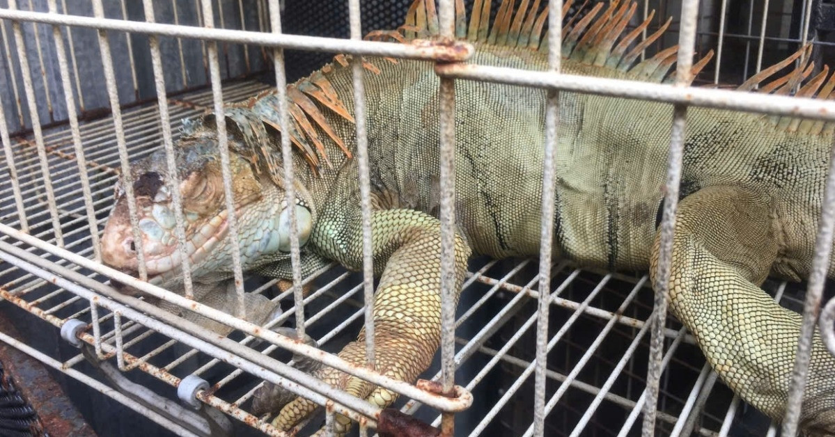 Authorities uncover illegal iguana farm in Ho Chi Minh City