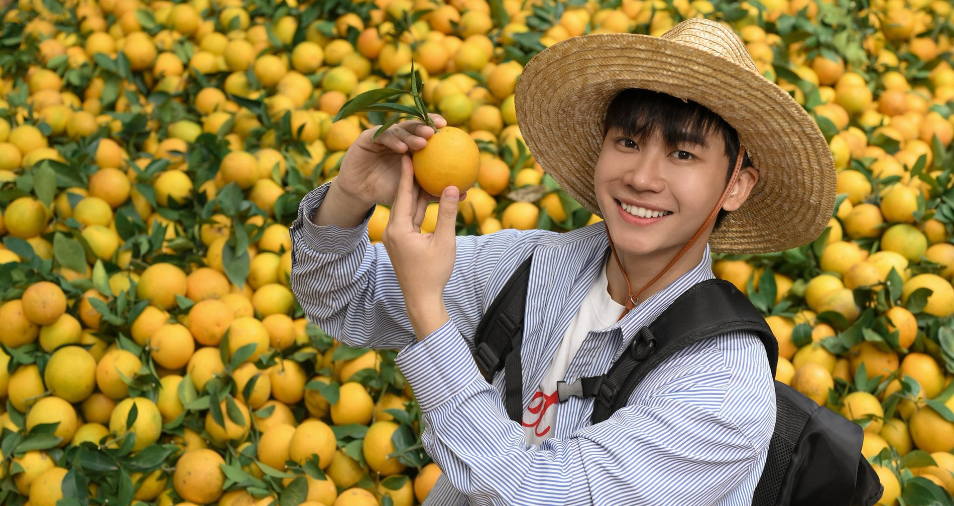 Bac Ninh orange season attracts visitors for fruit picking and photo ops