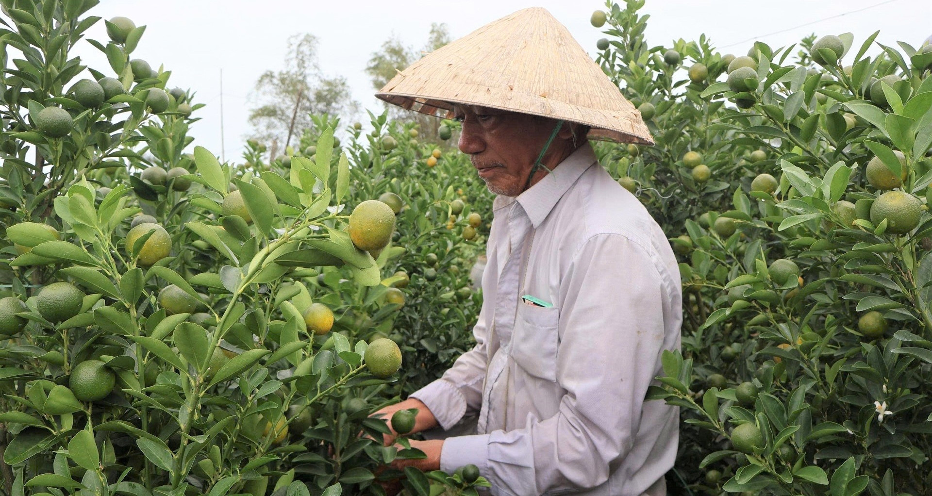 Ornamental kumquat hub in central Vietnam faces massive Tet 2026 losses