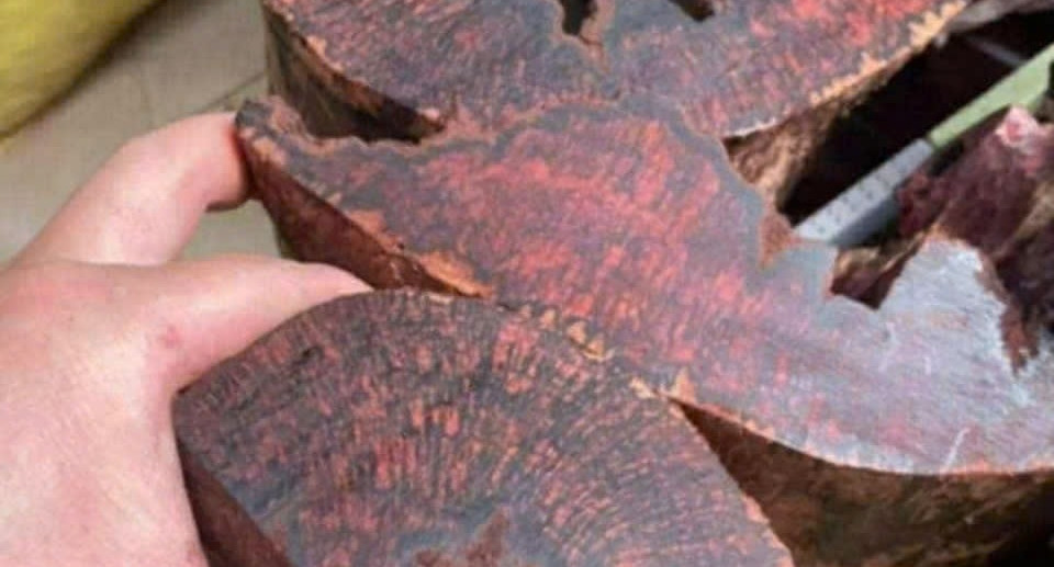 Rare red-core wood fetches $120/kg, sparks forest rush in central Vietnam