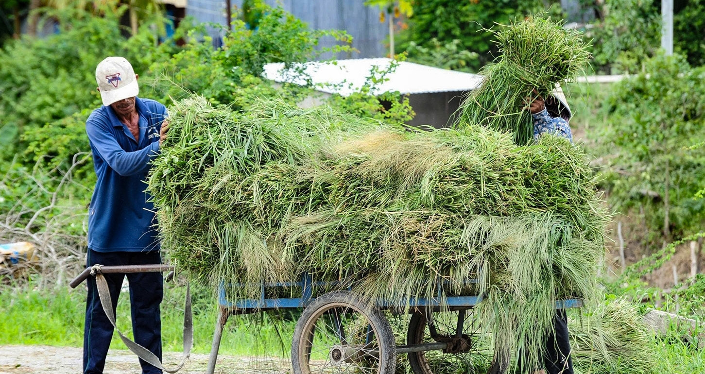 The ‘grass market’ of An Giang: Selling what others throw away