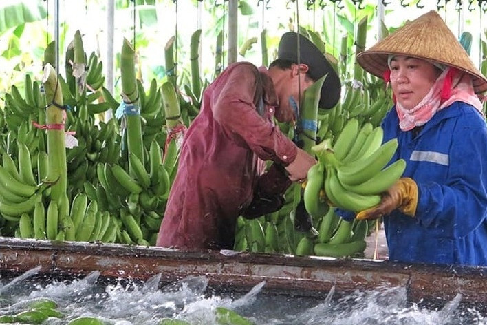 VN banana exports near $372 million, but billion-dollar dream still distant