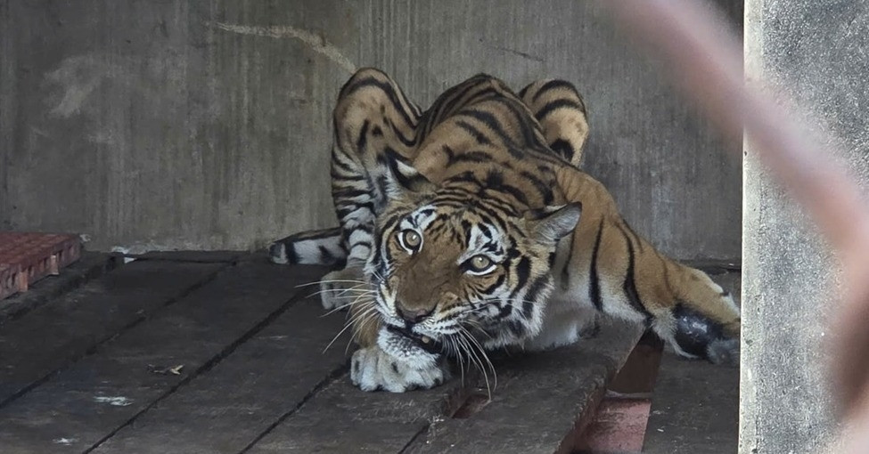 Endangered tigers, gibbons, and crocodiles found at tourism facility in HCM City