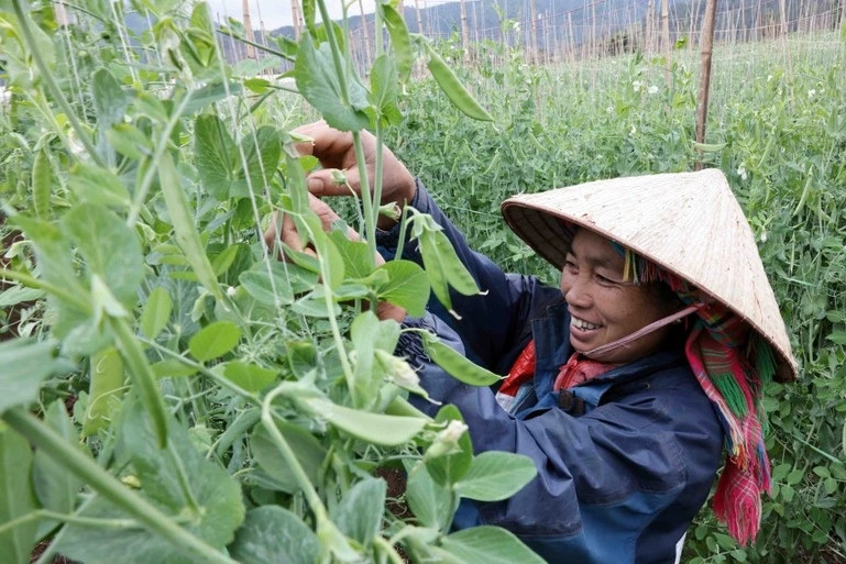 Three national target programmes basically meet, exceed 2021-2025 goals