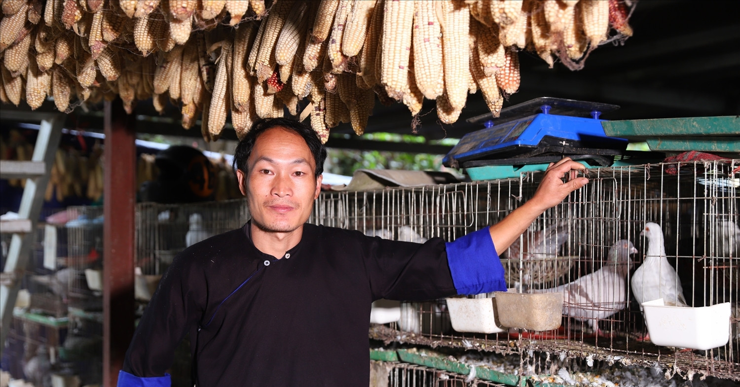 Young Hmong entrepreneur turns pigeon farming into digital-age success