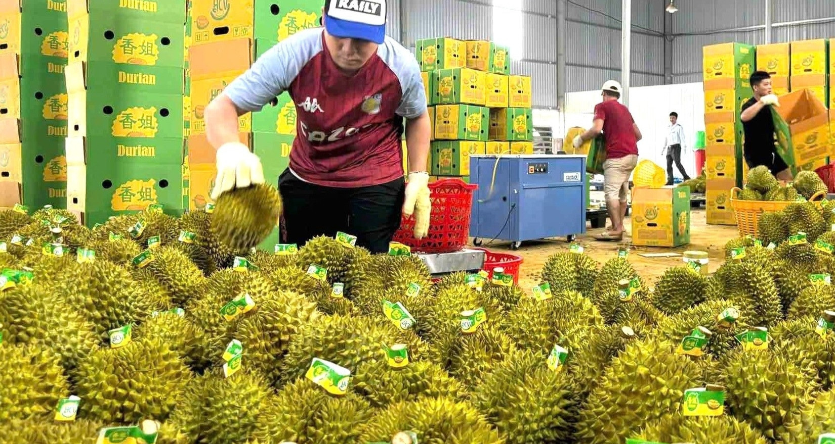 Vietnam’s fruit and vegetable exports to China rebound, hit record $5B