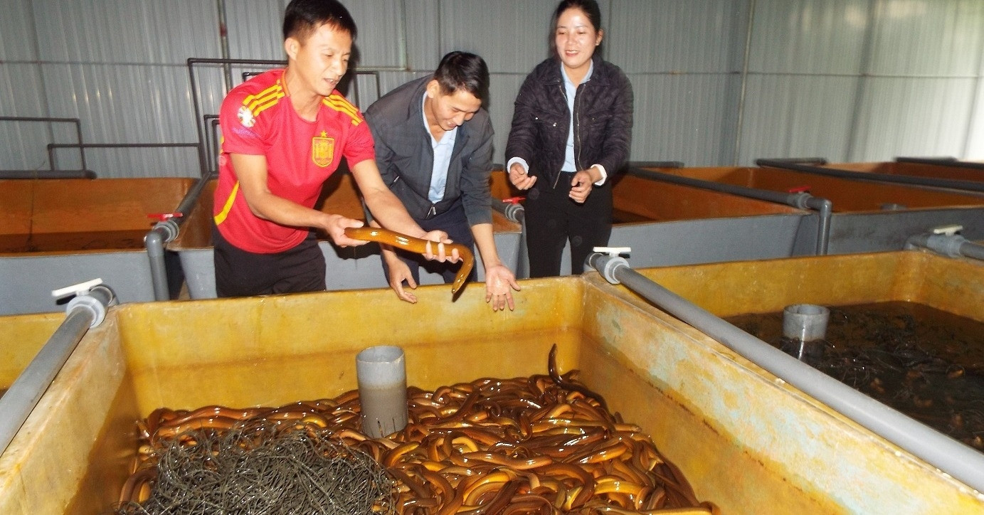 Ha Tinh farmer makes $8,000 annually raising eels in tanks