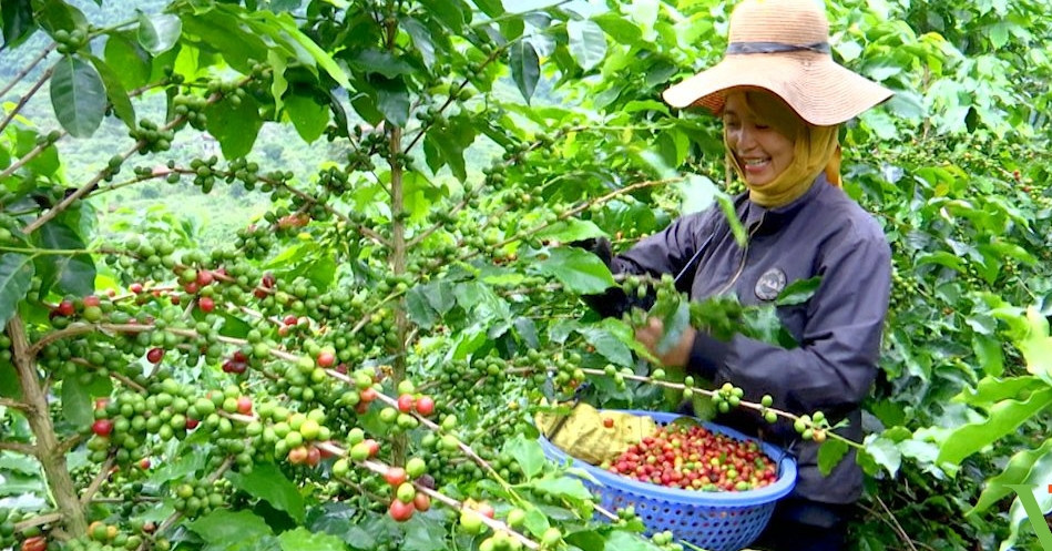 Vietnam’s coffee exports near $8 billion as Central Highlands farmers cash in