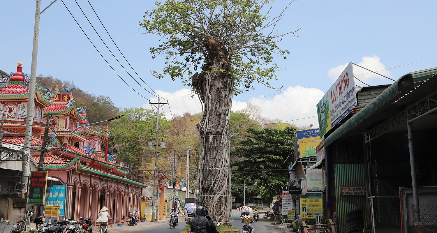 Centuries-old oil tree stands tall in the middle of the road in An Giang