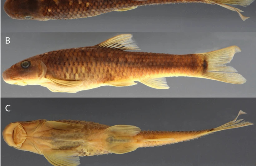 Vietnamese fish, bee named among 70 species newly identified in 2025