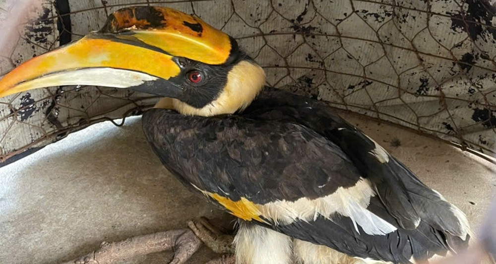 Endangered hornbill surprises HCMC resident after crash-landing in garden